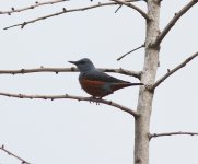 Blue Rock Thrush.jpg