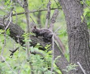 Eurasian Red Squirrel.jpg