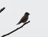 Grey-streaked Flycatcher.jpg