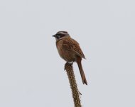 Meadow Bunting.jpg