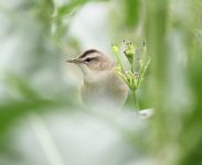 Black-browed Reed Warbler.jpg