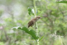 Oriental Reed Warbler.jpg