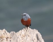 Blue Rock Thrush.jpg