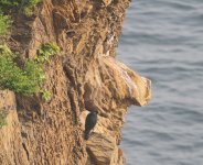 Peregrine Falcon nest.jpg