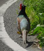 IMG_7744 Green Pheasant @ Nishinoshima.jpg