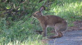 IMG_7754 Oki Hare @ Nishinoshima.JPG