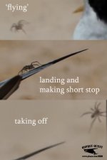 ‘Flying’ spider landing on Least Tern enlarged.jpg