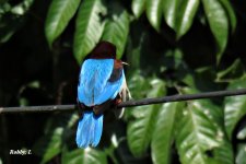 White-throated Kingfisher.JPG