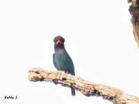 Black Bulbul, HYNP. 1.JPG