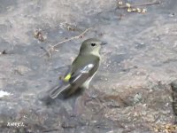 Yellow-rumped Flycatcher, Female.JPG