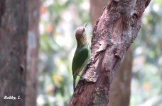 Green-eared Barbet.JPG