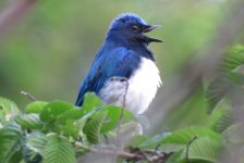 IMG_7785 Blue-and-white Flycatcher @ Nishinoshima.JPG