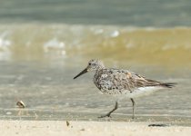 Great Knot2.jpg