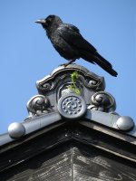 IMG_7847 Large-billed Crow @ Nishinoshima.jpg