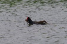 Common Moorhen.jpg