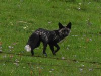 black fox.jpg