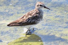 Long-toed Stint, non breeding.jpg