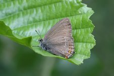 Ilex Hairstreak lv 1.jpg