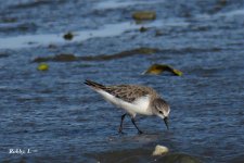 Red-necked Stint, non breeding 1.jpg