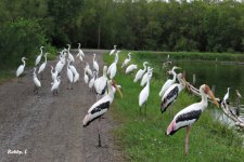 Painted Storke and Egrets.JPG