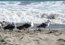 DSC_8592 Larus heermanni, Larus.jpg