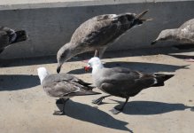 DSC_9047 Larus heermanni, Larus.jpg