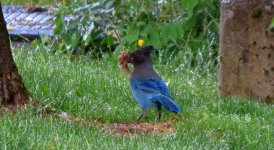 IMG_7906 Steller's Jay @ Seattle.JPG