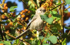 IMG_7913 Bushtit @ Seattle.JPG