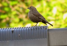 IMG_7900 Brown-headed Cowbird @ Seattle.JPG