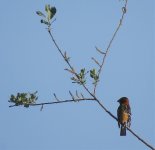 IMG_7938 Black-headed Grosbeak @ Seattle.jpg