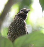 Spotted Catbird 2cc.jpg