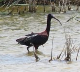 Glossy Ibis2.jpg