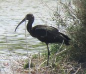 Glossy Ibis.jpg