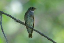 Grey-Streaked Flycatcher (1).jpg