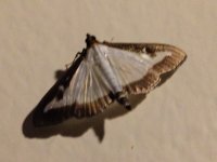 Box-tree moth.jpg