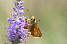 Silver-spotted Skipper lt 2.jpg