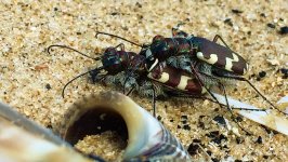 rsz_2dune_tiger_beetles_titchwell_beach.jpg