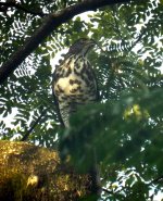 crested goshawk.JPG