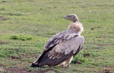 griffon vulture.jpg
