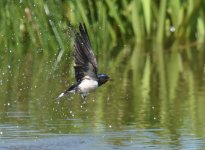 Swallow_Girdle Ness_050616a.jpg