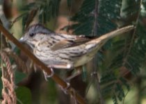 unknown possible Lincoln's Sparrow Mar 5 16 IMGP9461.jpg