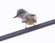 unknown bird3 possible Tropical Kingbird Feb 27 16 IMGP8938.jpg