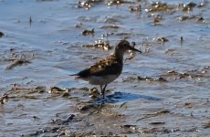 Sandpiper-1f.JPG