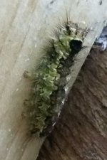 green caterpillar (2).jpg