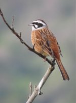 IMG_7653 Meadow Bunting @ Nishinoshima.jpg