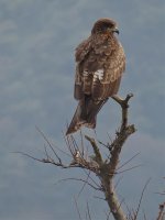 IMG_7631 Black Kite @ Nishinoshima.jpg