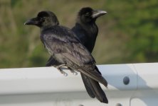 IMG_7662 Large-billed Crow @ Nishinoshima.JPG