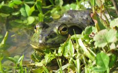 IMG_7519 Monster Frog @ Nishinoshima.JPG