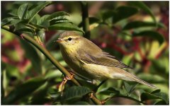 chiffchaff.jpg