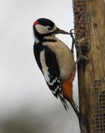 Woodpecker.jpg